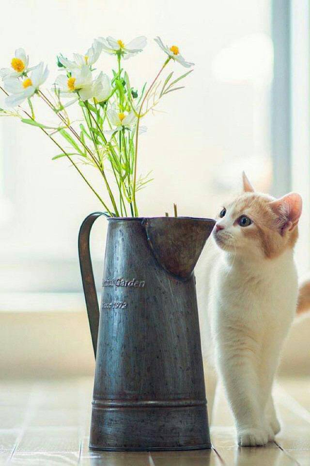 ɂႨ[